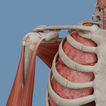 VOKA 3D Anatomy & Pathology أيقونة